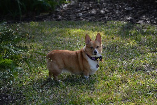Ticks On Dogs