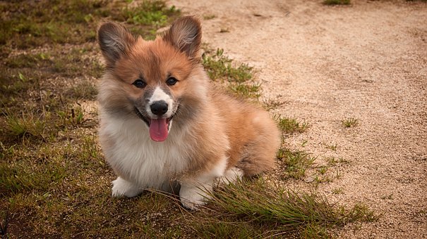 12 Things That Pet Dog Should Not Eat