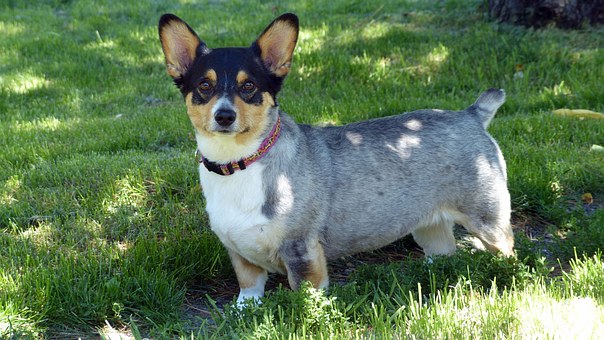 3 Easy Steps to Socialize Your Dog