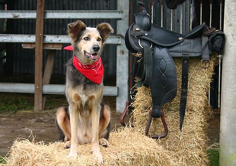 Most Popular Types Of Dog Fences