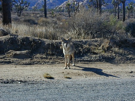 Stop Aggression In Your Australian Cattle Dog
