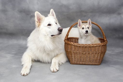 Portable Dog Kennel For Your Portable Pet