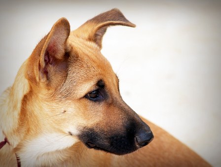 How To Help Dogs With Hip Pain