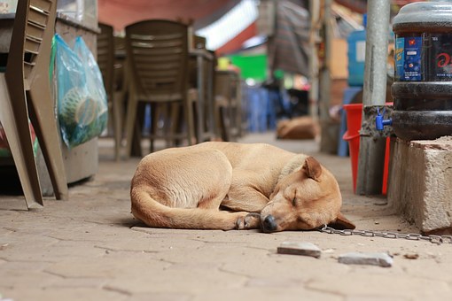 What To Do About Pet Dogs That Bite