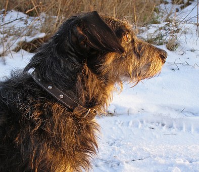 Stop The Destructive Chewing Habit In Your Dog