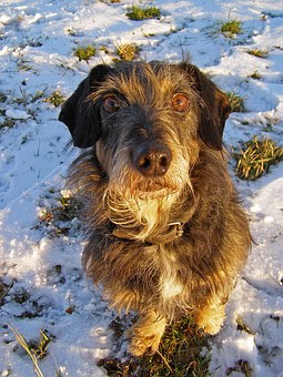 5 Ways To Determine Whether Your Dog Training Is Working