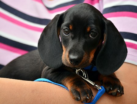 Dog Training Basics