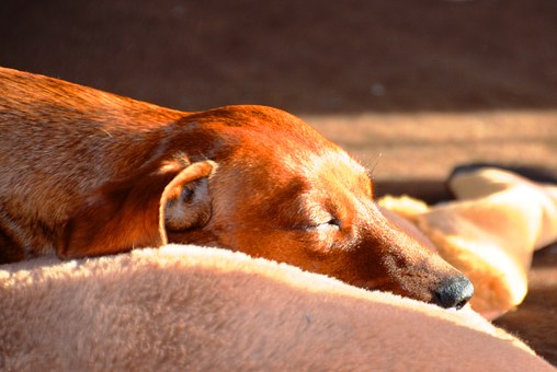 Great Dog Training Ideas For The Average Joe