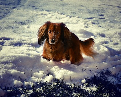 How To Choose The Ideal Dog For You