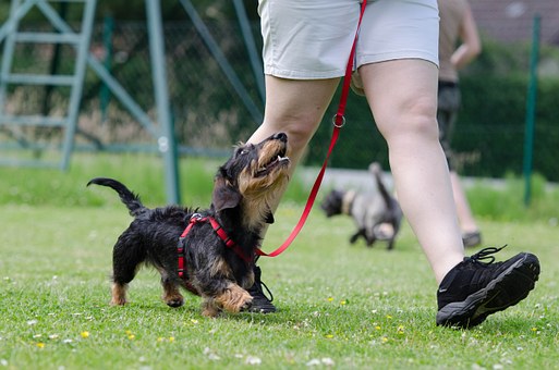 The 5 Best Ways To Stop A Dog Chewing