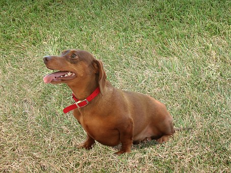 Which Gender Dog Would You Choose Breeding?