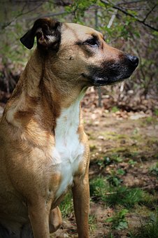 How To Train A Pheasant Dog