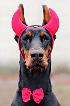 Dog Days Are Over To Raising Good-naturedly Pooch