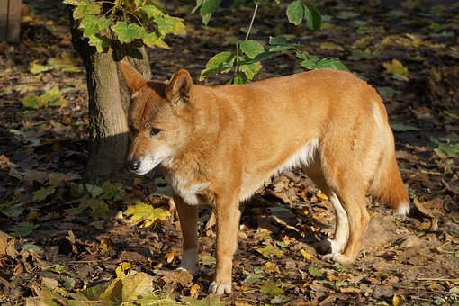Irritating Barking? Use A Barking Dog Collar