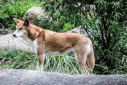 Dogs On Beaches: How To Make It Work