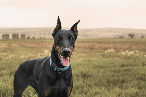 Top Three Holiday Tips For Dog Owners