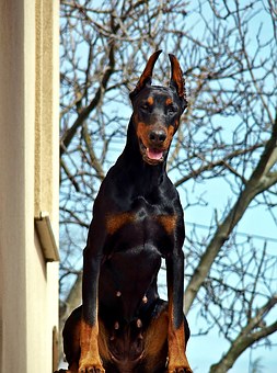 Rocky Adventure Dog-fish?
