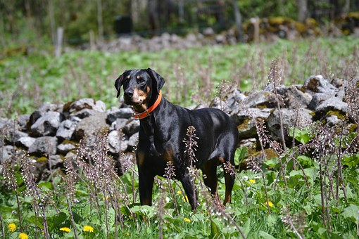 Now You Can Track Your Dog Simply