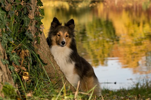 Dog Bites & Dog Attacks