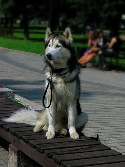 Hartz - Selecting The Right Vet For Your Dog
