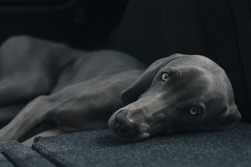 New Tricks From Old Charter Dogs For A Better Charter Experience