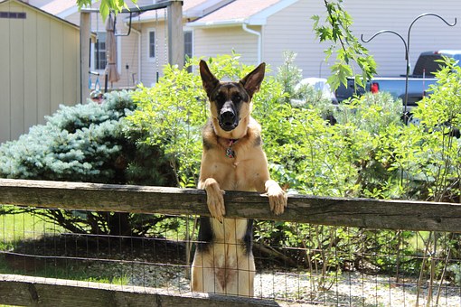 10 Holiday Safety Tips For Your Dog