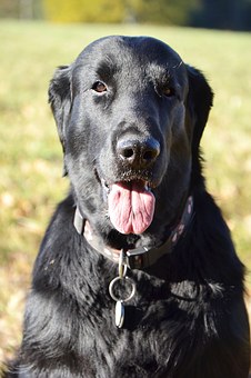 Choosing The Best Type Of Dog For Your Child