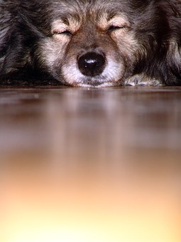 To-Dos Before Getting a Dog