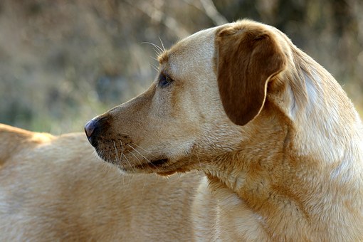 Care For My Dogs