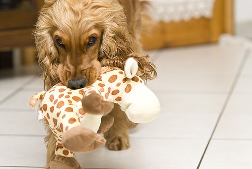 Fashionable Dog Treatment - Memory Foam Dog Beds
