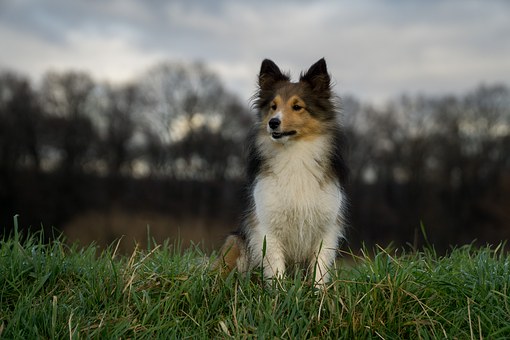 Dog Pet Insurance