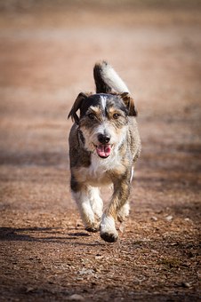 Dog Hot Spot Treatment Is Challenging For Pet Owners