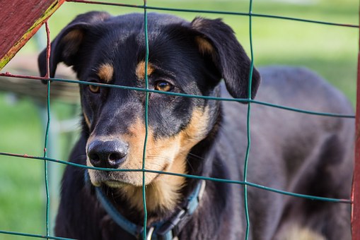 Choosing Your Dogs Groomer