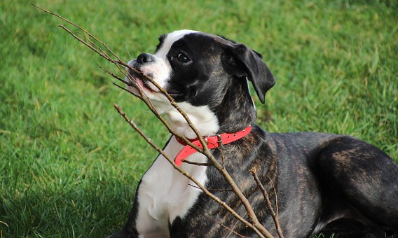 Mistakes Your Dog Wants You To Avoid