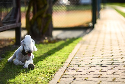 Dogs Have Emergencies Too Are You Ready?