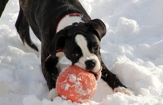 Who Gets The Dog?