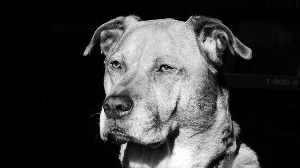 Ive Inherited A Dog Now What?