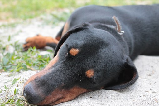 Dogs are a big part of many Americans lives. We check what other countries look for in their online DOG searches