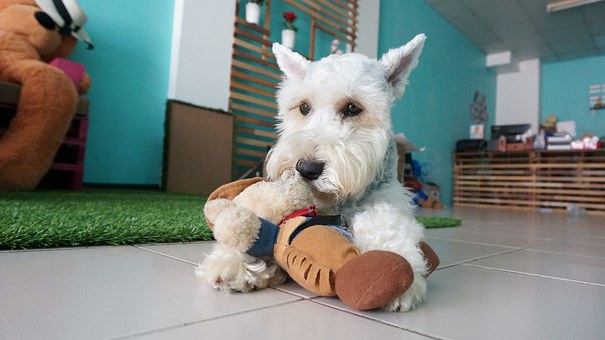 Why To Crate Train Your Dog