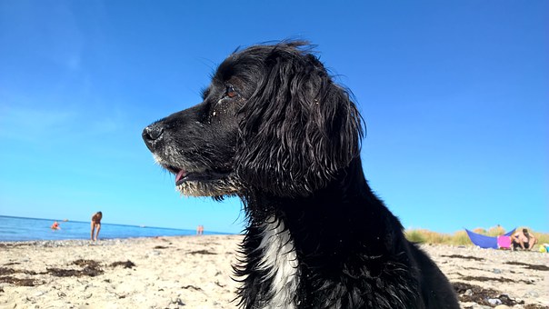 Delight In Helping Your Dog To Swim