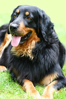 Proper Dog Care