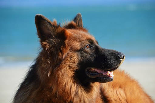 Are Dog Walkers Robbed?