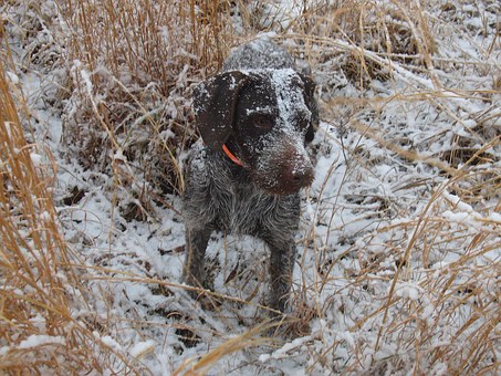 Buying Dog Treats For Your Canine Pals?