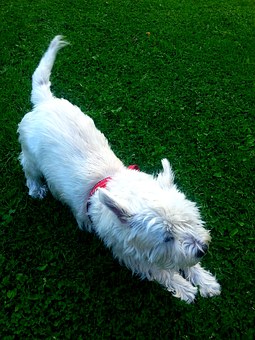 Whats The Best Apartment Dog?