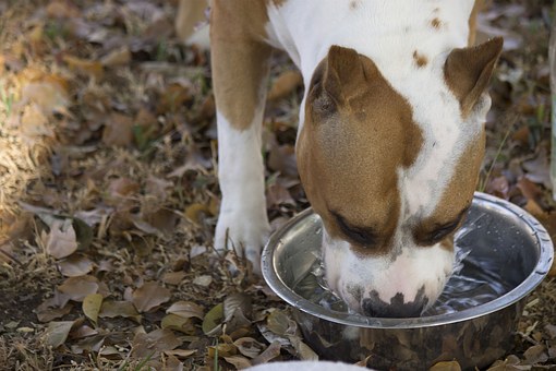 Is It Spoiling Your Dog To Carry Him?