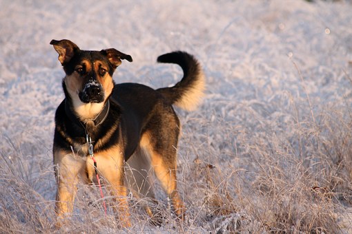 Find The Best Feeding Bowl For Your Dog