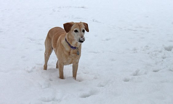 Is Dap Good For Your Dog?