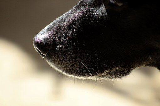 How To Pick Out The Perfect Dog Gift