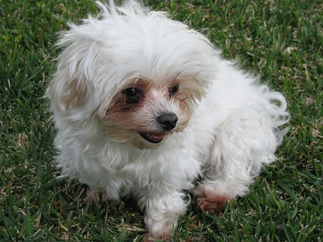 Dog Hip Dysplasia