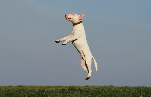 Lonesome Dog